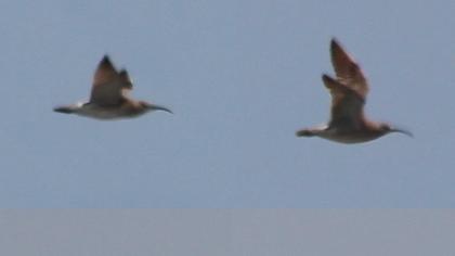 Sürmeli kervançulluğu