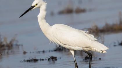 Küçük ak balıkçıl