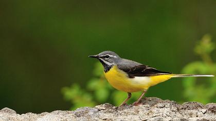 Dağ kuyruksallayanı