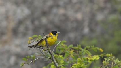 Karabaşlı kirazkuşu