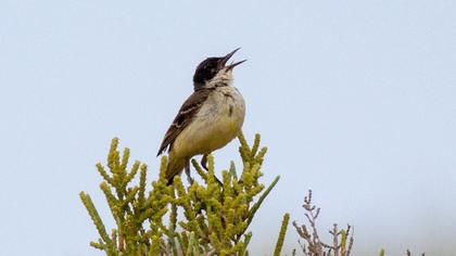 Sarı kuyruksallayan