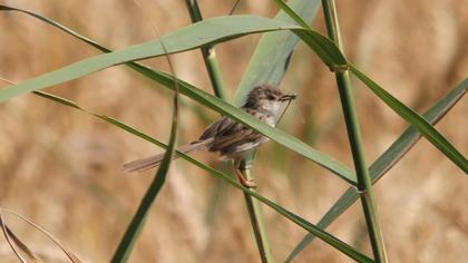 Dikkuyruklu ötleğen
