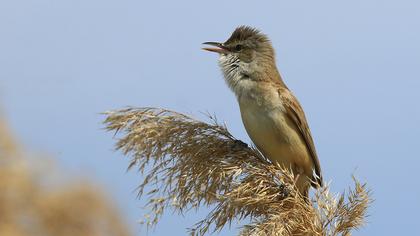 Büyük kamışçın