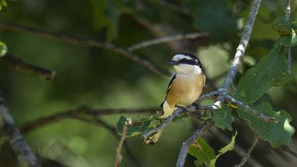 Maskeli örümcekkuşu