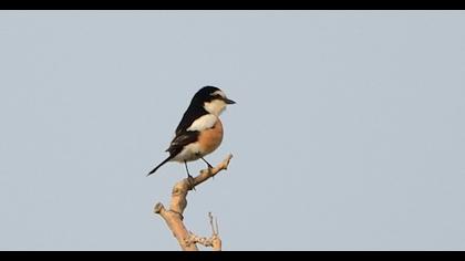 Maskeli örümcekkuşu