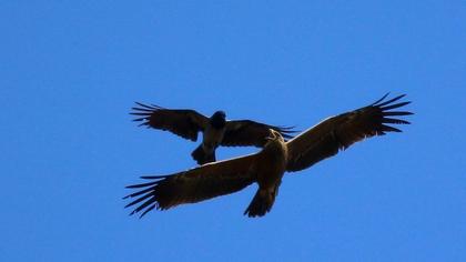 Küçük orman kartalı