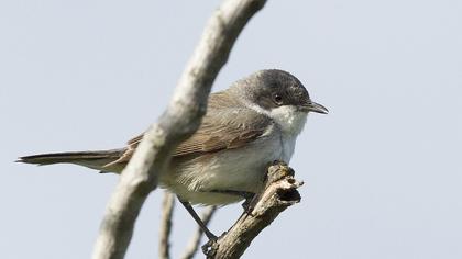 Küçük akgerdanlı ötleğen