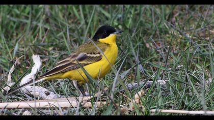 Sarı kuyruksallayan