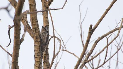 Küçük ağaçkakan