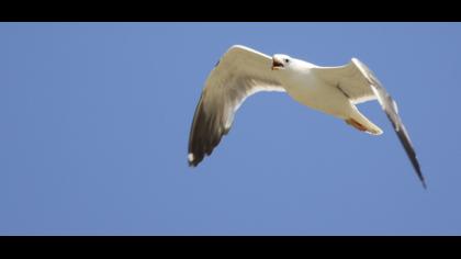 Van gölü martısı