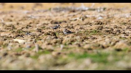 Karakarınlı kumkuşu