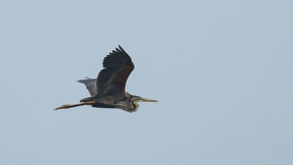 Erguvani balıkçıl