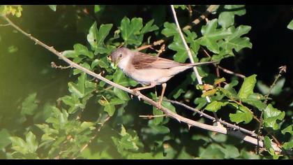 Akgerdanlı ötleğen