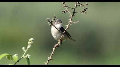Akgerdanlı ötleğen