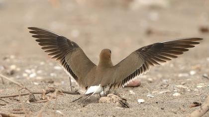 Bataklıkkırlangıcı
