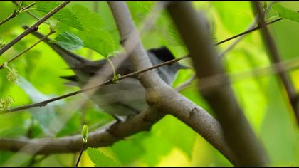 Karabaşlı ötleğen