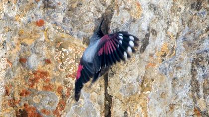 Duvar tırmaşıkkuşu