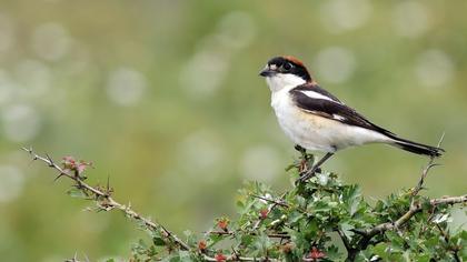 Kızılbaşlı örümcekkuşu