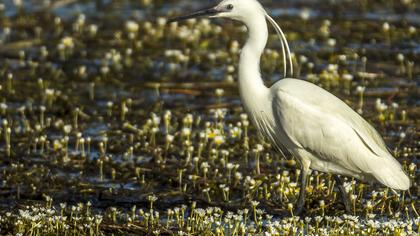Küçük ak balıkçıl