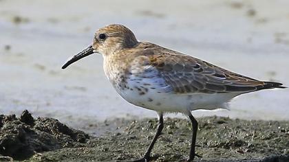 Karakarınlı kumkuşu