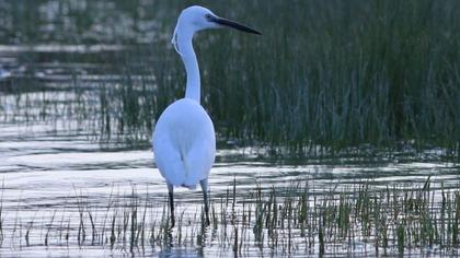 Küçük ak balıkçıl