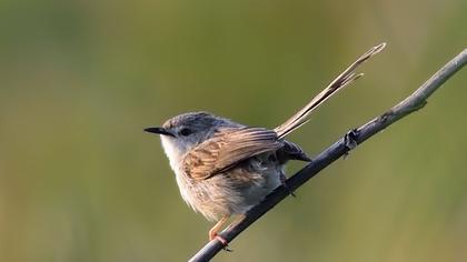 Dikkuyruklu ötleğen