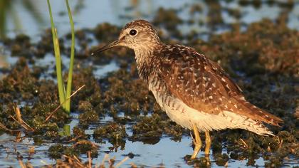 Orman düdükçünü