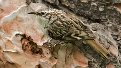 Orman tırmaşıkkuşu