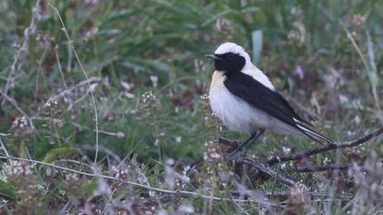 Karakulaklı kuyrukkakan