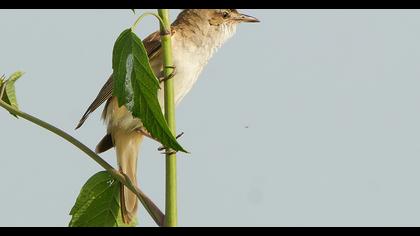 Büyük kamışçın