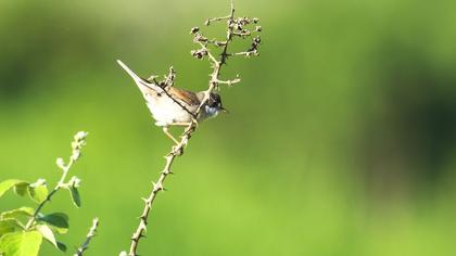 Akgerdanlı ötleğen
