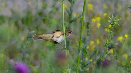 Büyük kamışçın
