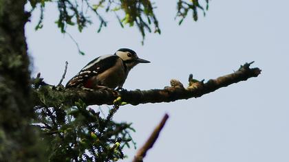 Orman alaca ağaçkakanı