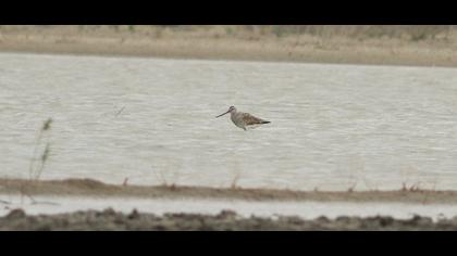 Kıyı çamurçulluğu