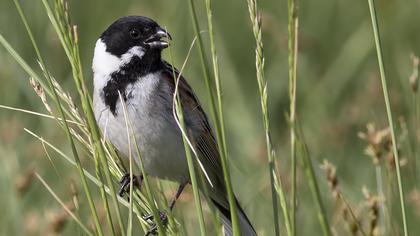 Bataklık Kirazkuşu