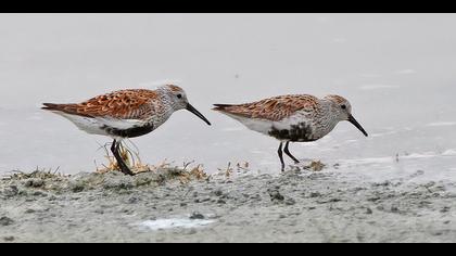 Karakarınlı kumkuşu