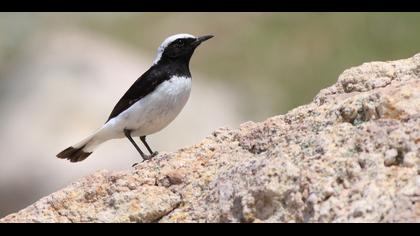 Aksırtlı kuyrukkakan
