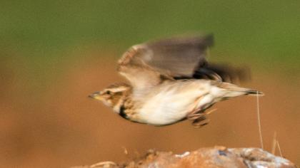 Küçük boğmaklı toygar