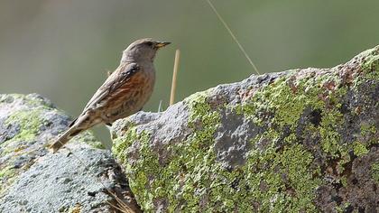 Büyük dağbülbülü