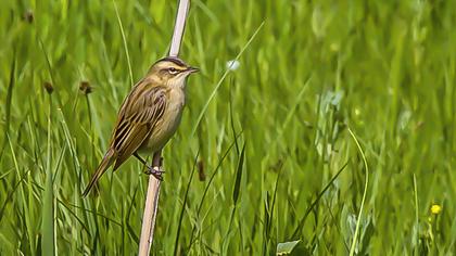 Kındıra kamışçını