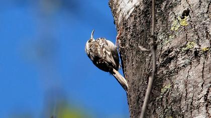 Bahçe tırmaşıkkuşu