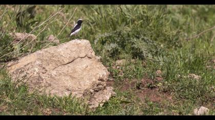 Aksırtlı kuyrukkakan