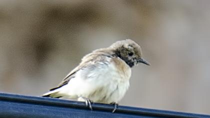 Karakulaklı kuyrukkakan