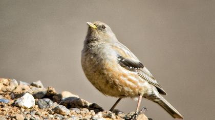 Büyük dağbülbülü