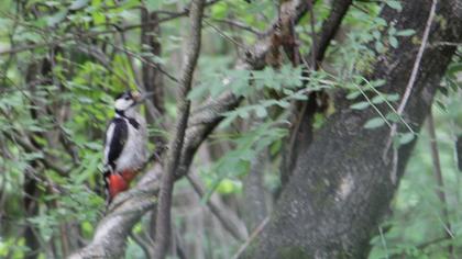 Orman alaca ağaçkakanı