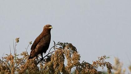 Küçük orman kartalı