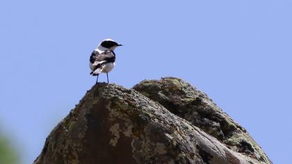 Karakulaklı kuyrukkakan