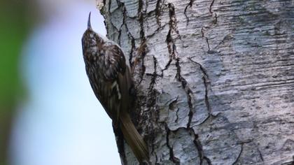 Bahçe tırmaşıkkuşu