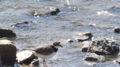 Halkalı küçük cılıbıt