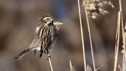 Bataklık Kirazkuşu